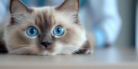 Close up portrait of ragdoll cat with striking blue eyes looking directly at camera. Soft beige fur and gentle expression create engaging pet photography.