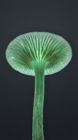 Green mushroom with ribbed cap and stem isolated on dark background for nature and botanical design projects.