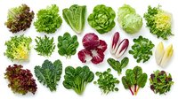 Fresh organic leafy greens and salad vegetables collection isolated on white background for healthy cooking and nutrition concepts.