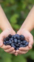 Hands holding fresh blueberries and blackberries against blurred green garden background, representing organic fruit harvest and healthy eating.