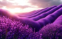Purple lavender fields stretching across rolling hills under dramatic sunset sky creating peaceful agricultural landscape for aromatherapy and wellness content.