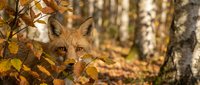 Young fox with reddish-brown fur peering through golden autumn foliage in a birch forest during fall season, wildlife photography.
