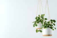 Hanging white ceramic planter with wooden details holds fresh green pothos plant against light wall background, creating minimal modern home decor atmosphere.