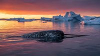 Narwhal swimming in arctic waters at sunset with icebergs, suitable for wildlife and nature editorial use.