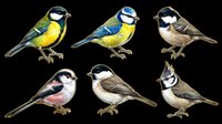 Six detailed songbird illustrations isolated on transparent background, ready for stickers, t-shirt design, print on demand, clipart, and sublimation projects.