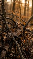 Tangled dry branches and fallen autumn leaves create natural woodland texture with warm golden sunlight filtering through forest background.