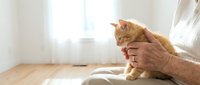 Senior woman with wrinkled hands holding ginger kitten indoors near window with natural light, showing affection and care for pet.