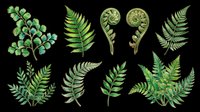 Watercolor fern leaves set isolated on transparent background, ready for t-shirt design, stickers, clipart, sublimation, and print on demand projects.