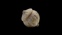 Dried coconut husk isolated on transparent background, ready for clipart, t-shirt design, stickers, print-on-demand products, and sublimation projects.