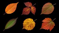 Autumn leaves collection isolated on transparent background, ready for clipart, t-shirt design, stickers, print-on-demand products, and sublimation projects.