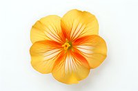 Vibrant yellow-orange flower with delicate red veining and green center isolated on white background, suitable for botanical designs and floral arrangements.