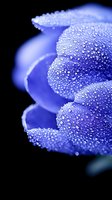 Macro shot of blue flower petals covered in morning dew drops against black background. Water droplets create sparkling effect on delicate floral surface.