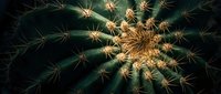Close-up macro view of barrel cactus with golden spines and detailed texture patterns. Desert plant photography for botanical and nature design projects.