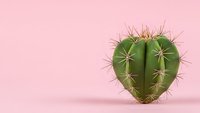 Heart-shaped cactus succulent plant on pink background for Valentine's Day romantic love concept, minimal style with copy space for design projects.