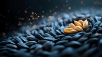 Sunflower seeds macro photography with dramatic lighting, golden seeds standing out against dark blue background, shallow depth of field creates moody atmosphere.