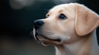 Young Labrador Retriever puppy with cream colored fur and bright blue eyes gazing upward against dark blurred background, close-up portrait showing gentle expression.