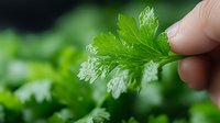 Fresh green parsley leaf held between fingers against blurred garden background, showing detailed texture and water droplets on aromatic herb foliage.