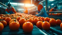 Fresh ripe tomatoes on industrial conveyor belt with quality control workers in protective uniforms sorting produce in food processing facility.