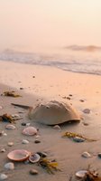 Horseshoe crab shell washed up on sandy beach at golden hour sunset with scattered seashells and seaweed creating peaceful coastal scene for nature photography.