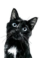 Black cat with bright blue eyes and white chest patch in watercolor style, isolated on white background for greeting cards and pet portraits.