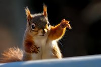 Red squirrel with raised paw against blurred dark background, backlit by golden sunlight highlighting fur texture and expressive pose in natural habitat.