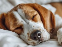 Adorable beagle puppy sleeping peacefully on white bedding, showcasing relaxed expression and distinctive brown and white markings for pet care content.