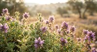 Wild rosemary herbs blooming with purple flowers in Mediterranean landscape during golden hour sunset light for natural wellness and aromatherapy concepts.