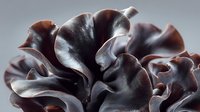 Dark brown wood ear mushroom with wavy, undulating texture and glossy surface, showcasing natural organic form for culinary and food photography.