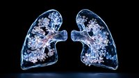 Glowing x-ray visualization of human lungs with detailed bronchial tree structure showing respiratory system anatomy against black background for medical education.