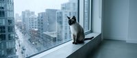 Black and white cat sitting on windowsill overlooking urban cityscape with tall buildings, suitable for pet, lifestyle, and interior design projects.