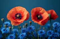 Vibrant red poppies and blue cornflowers blooming together in wildflower meadow against deep blue sky background for nature and gardening projects.