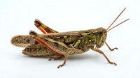 Grasshopper with brown and green coloring isolated on white background, suitable for educational materials, nature illustrations, and design projects.
