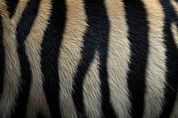 Close-up of tiger fur texture showing distinctive black and beige stripes, highlighting natural pattern and texture for wildlife or fashion design applications.