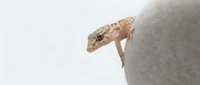 Small leopard gecko emerging from white ceramic pot on clean background for pet care and reptile hobby designs.