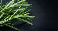 Fresh rosemary sprigs with needle-like leaves on dark slate surface for culinary cooking herbs seasoning ingredients kitchen food preparation recipes.