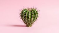 Heart-shaped cactus succulent plant with spines on soft pink background for Valentine's Day romantic love concept and home decor design projects.