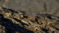 Weathered tree bark texture with deep grooves and natural patterns in warm brown tones, showcasing organic surface details for nature backgrounds.