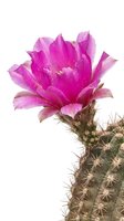 Vibrant magenta cactus flower blooming on isolated desert plant with spines, suitable for botanical designs and nature projects.