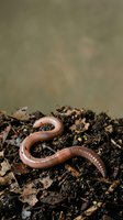Pink earthworm crawling through rich dark soil with decomposing leaves, showcasing natural composting and garden ecosystem processes.