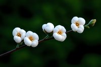 Delicate white flowers with golden centers bloom along a slender dark stem against a deep green bokeh background, evoking spring freshness and natural elegance.