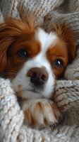 Adorable Cavalier King Charles Spaniel puppy with soulful eyes wrapped in cozy knitted blanket, perfect for pet care, veterinary, or lifestyle content marketing.