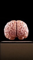 Anatomically accurate pink human brain model floating above wooden pedestal against black background, showcasing detailed cerebral cortex surface structure.