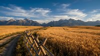 Golden wheat field with wooden fence leading to snow-capped mountain range under dramatic sky. Rural agricultural landscape perfect for farming concepts.