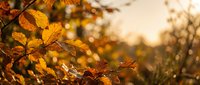 Autumn leaves in warm golden sunlight with soft bokeh background creating peaceful seasonal atmosphere for nature and fall themed designs.