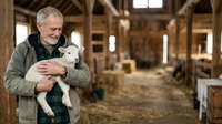 Senior man with gray hair and beard, Caucasian ethnicity, wearing olive jacket, holding young white goat in rustic barn setting with wooden beams and natural light for agricultural or farming lifestyle content.