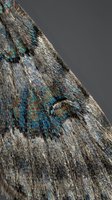 Detailed close-up of peacock feather showing intricate iridescent blue and green plumage patterns with natural texture and shimmer against neutral background.