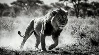 Majestic male lion walking through African savanna grassland in black and white monochrome photography showcasing wildlife power and natural habitat beauty.