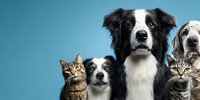 Group portrait of dogs and cats together against blue background, showcasing different breeds and expressions for pet care advertising.