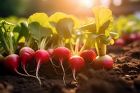 Fresh red radishes growing in fertile soil with green leaves, backlit by warm sunlight. Natural organic vegetables in garden setting for healthy eating concept.