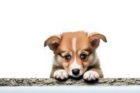 Adorable Pembroke Welsh Corgi puppy peeking over edge with paws, looking directly at camera with expressive eyes on white background for pet and animal concepts.